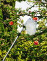 Frugtplukker med pose - Garden
